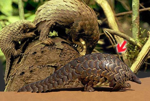 Hình ảnh mã số 422,đuổi hình bắt chữ,bắt chữ đuổi hình