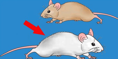 Hình ảnh mã số 672,đuổi hình bắt chữ,bắt chữ đuổi hình