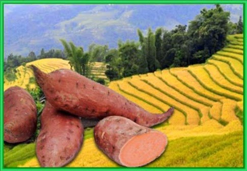 Hình ảnh mã số 751,đuổi hình bắt chữ,bắt chữ đuổi hình