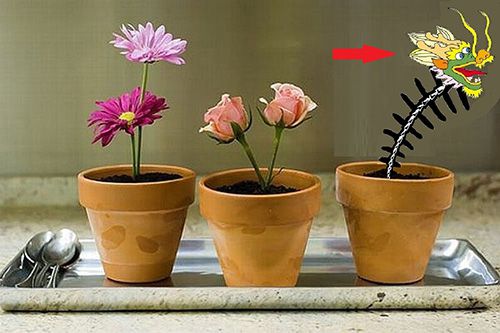 Hình ảnh mã số 1202,đuổi hình bắt chữ,bắt chữ đuổi hình