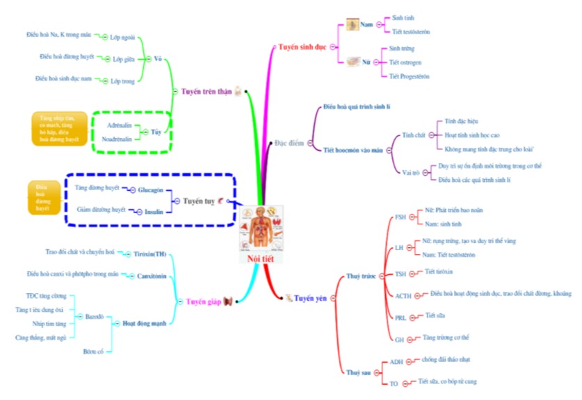 chỉ vẽ sơ đồ tư duy về bài nội tiết vs mn