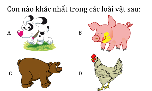 Con nào khác nhất trong số các loài vật sau: Chó, lợn, gấu, gà?