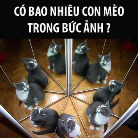 Có bao nhiêu con mèo trong bức ảnh?