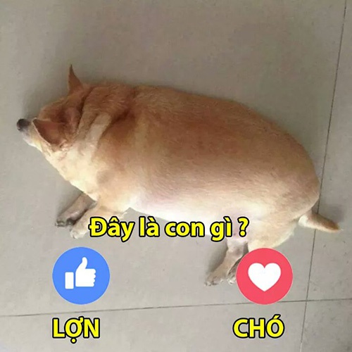 Trong ảnh là con lợn hay con chó?