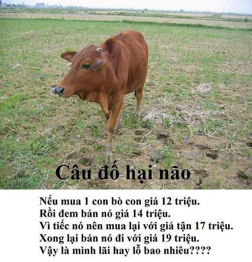 Nếu mua 1 con bò giá 12 triệu, đem bán giá 14 triệu. Sau đó vì tiếc lại mua lại với giá 17 triệu, rồi lại bán với giá 19 triệu. Vậy là mình lãi hay lỗ bao nhiêu?