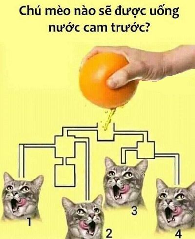 Chú mèo nào sẽ được uống nước cam trước?