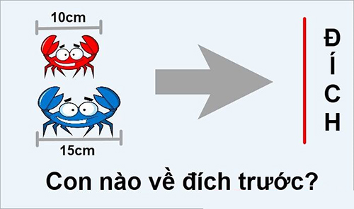 Con cua nào về đích trước?