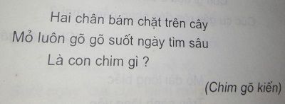 Hai chân bám chặt trên cành, Mỏ luôn gõ gõ suốt ngày tìm sâu - Là chim gì?