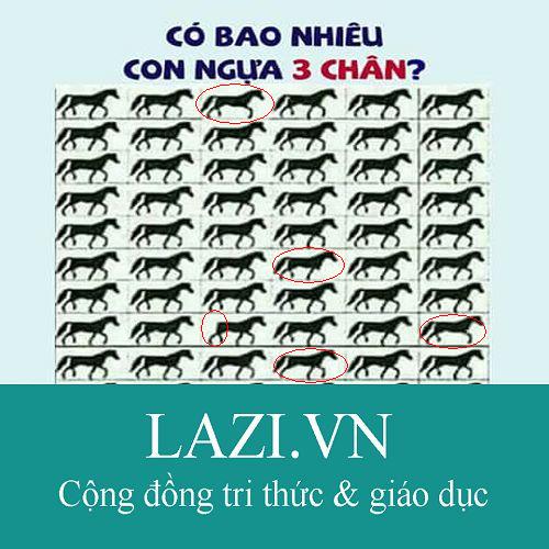 Có bao nhiêu con ngựa 3 chân?