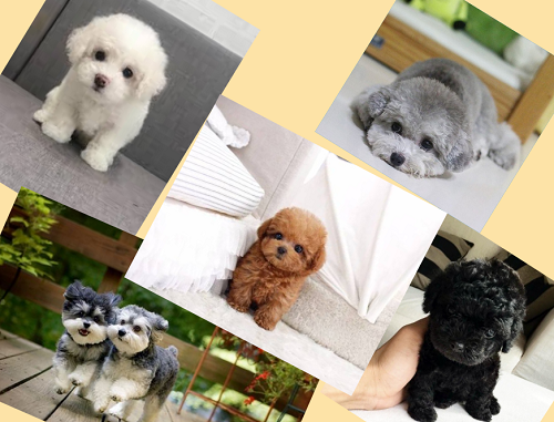 Bạn thích chó Poodle màu lông trắng, nâu, bò sữa, xám hay đen?