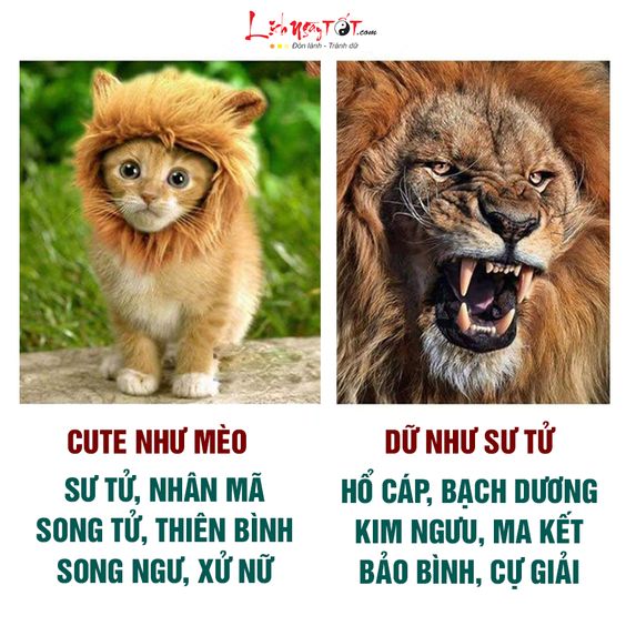 Mọi người cung hoàng đạo gì?