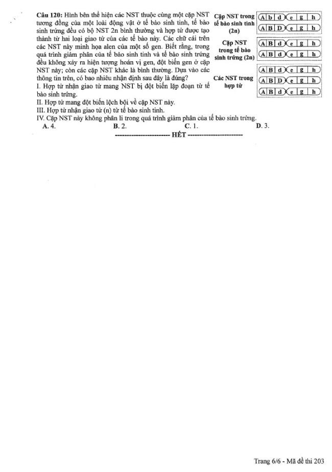 Đề thi môn Sinh Học mã đề 203 - Tốt nghiệp THPT 2024,Đề thi môn Sinh Học Tốt nghiệp THPT 2024