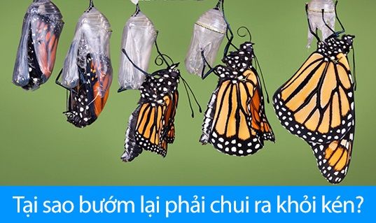 Tại sao loài bướm lại phải chui ra từ kén,bướm chui ra từ kén,Đọc truyện Tại sao loài bướm lại phải chui ra từ kén?,Truyện ngụ ngôn,truyện ngụ ngôn hay,truyện ngụ ngôn đặc sắc,truyện ngụ ngôn chọn lọc,tuyển tập truyện ngụ ngôn hay nhất