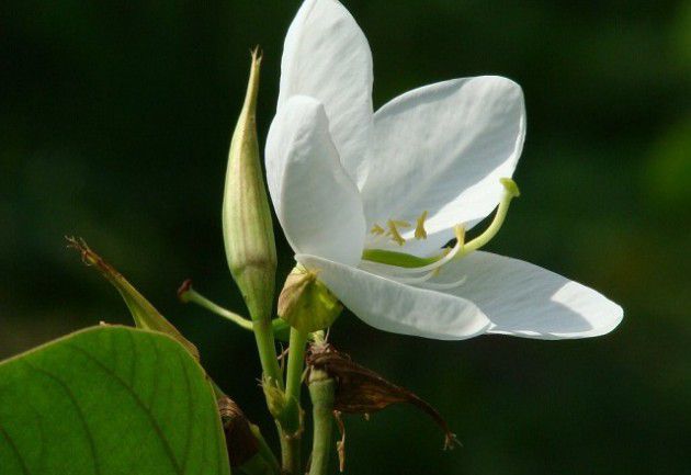 Sự tích hoa ban trắng,Đọc truyện Sự tích hoa ban trắng,Truyện cổ tích Sự tích hoa ban trắng,Truyện cổ tích,truyện cổ tích dân gian,truyện cổ tích chọn lọc,tuyển tập truyện cổ tích hay nhất,Truyện cổ tích Việt Nam,Truyện cổ tích Việt Nam hay và đặc sắc,Tuyển tập truyện cổ tích Việt Nam chọn lọc