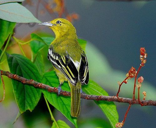 Sự tích chim hít cô,Đọc truyện Sự tích chim hít cô,Truyện cổ tích Sự tích chim hít cô,Truyện cổ tích,truyện cổ tích dân gian,truyện cổ tích chọn lọc,tuyển tập truyện cổ tích hay nhất,Truyện cổ tích Việt Nam,Truyện cổ tích Việt Nam hay và đặc sắc,Tuyển tập truyện cổ tích Việt Nam chọn lọc