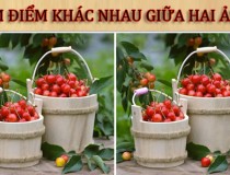 Tìm điểm khác nhau giữa hai ảnh,đố vui IQ,đố vui iq có đáp án,đố vui hình ảnh