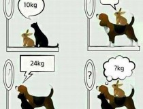 Thỏ + Mèo = 10kg, Chó + Thỏ = 20kg, Chó + Mèo = 24kg, Chó + Thỏ + Mèo = ? kg,đố vui IQ,đố vui iq có đáp án,đố vui hình ảnh