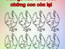 Con gà nào khác với những con còn lại?,đố vui IQ,đố vui iq có đáp án,đố vui hình ảnh