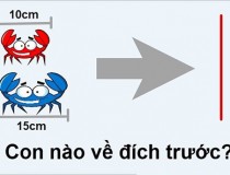 Con cua nào về đích trước?,đố vui IQ,đố vui iq có đáp án,đố vui hình ảnh