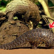 Hình ảnh mã số 422,đuổi hình bắt chữ,bắt chữ đuổi hình