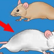 Hình ảnh mã số 672,đuổi hình bắt chữ,bắt chữ đuổi hình
