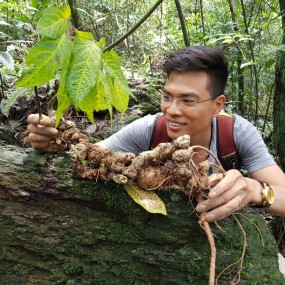 Cửa hàng cung cấp sâm Ngọc Linh tươi lớn nhất tại Hà Nội