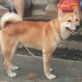 Bạn bè của Dog