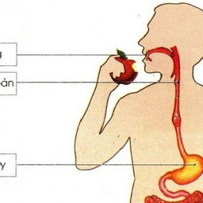 Bị thủng thực quản: Nguyên nhân, dấu hiệu và cách điều trị