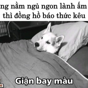 Chúc bé ngủ ngon~