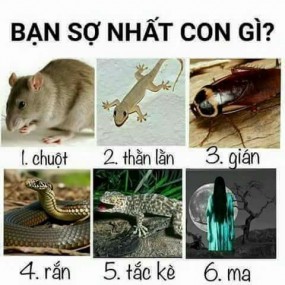 MN SỢ CON GÌ???