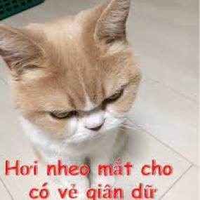 chán quớ ik. có ai ib với heo hưm?