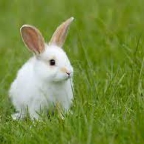 chú thỏ đáng yêu