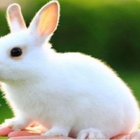 chú thỏ đáng yêu