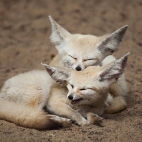 fox cute