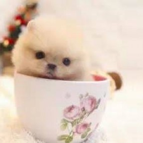 Chó Teacup