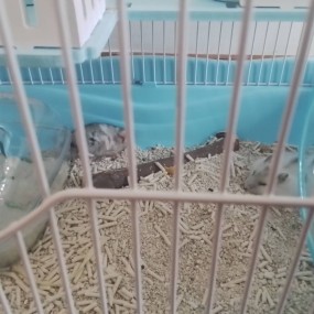 2 bé hamster mới của mk nè =)))))