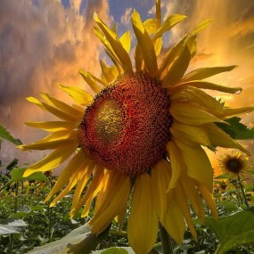 do you love sun flower? do you love the sun?