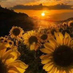 do you love sun flower? do you love the sun?