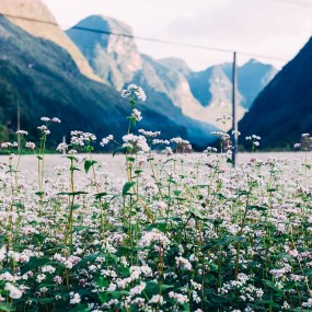 i want to go to Hà Giang and enjoy the flowers in here..... hihi