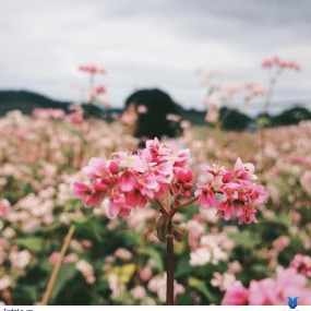 i want to go to Hà Giang and enjoy the flowers in here..... hihi