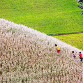 i want to go to Hà Giang and enjoy the flowers in here..... hihi