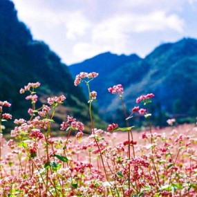 i want to go to Hà Giang and enjoy the flowers in here..... hihi