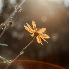 bạn nghĩ sao về this flower- you feel it simple or pretty?