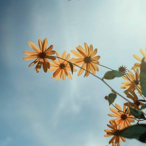 bạn nghĩ sao về this flower- you feel it simple or pretty?