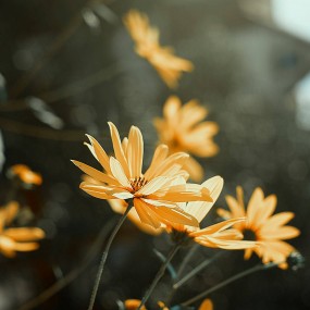 bạn nghĩ sao về this flower- you feel it simple or pretty?