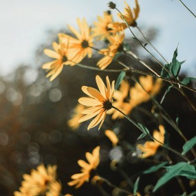 bạn nghĩ sao về this flower- you feel it simple or pretty?