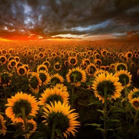 do you love sun flower? do you love the sun?