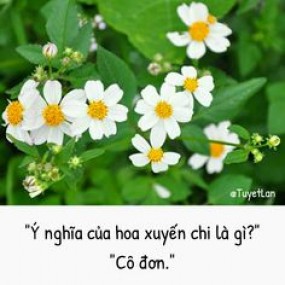 Ý nghĩa của các loài hoa!