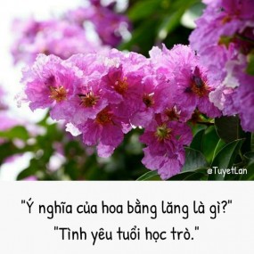 Ý nghĩa của các loài hoa!