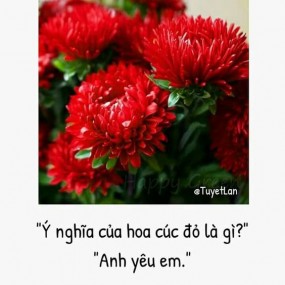 Ý nghĩa của các loài hoa!